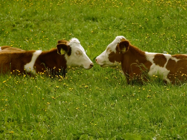 Producţia de carne în martie a crescut